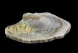 Fossil Pearl - Smoky Hill Chalk, Kansas #64149-1